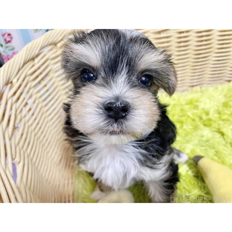 販売中の秋田県のマルキー:マルチーズ×ヨークシャーテリア-422851