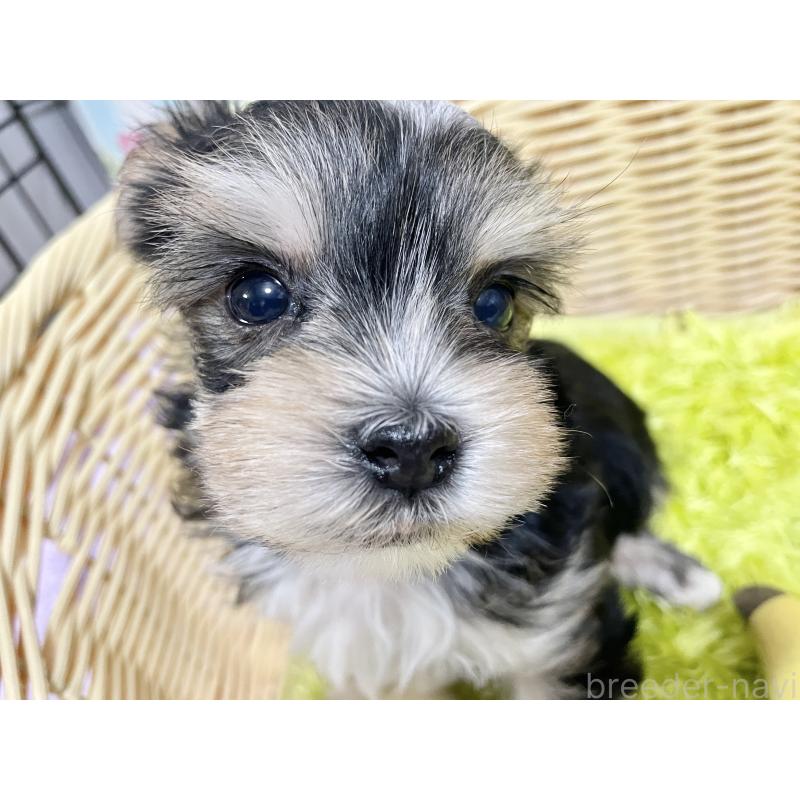 成約済の秋田県のマルキー:マルチーズ×ヨークシャーテリア-422851の8枚目