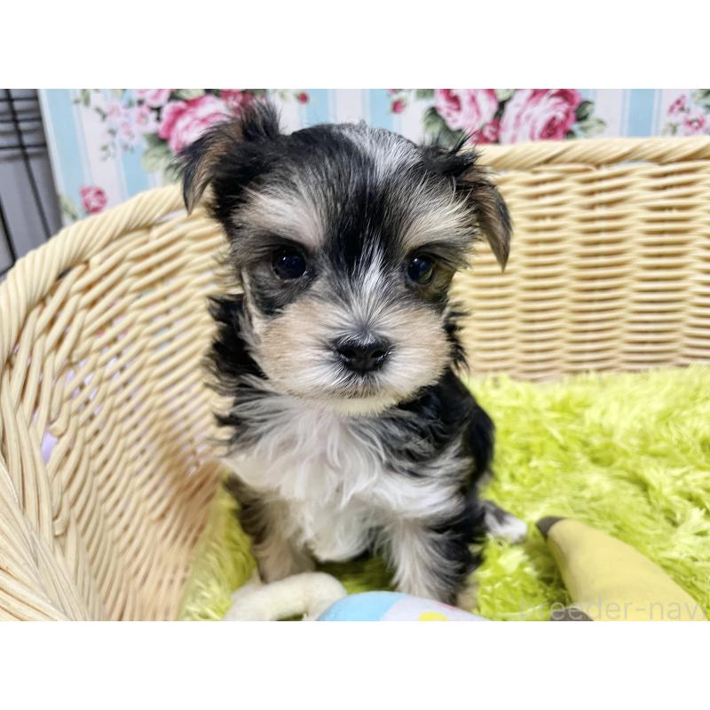 成約済の秋田県のマルキー:マルチーズ×ヨークシャーテリア-422851の7枚目