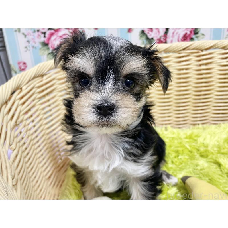 成約済の秋田県のマルキー:マルチーズ×ヨークシャーテリア-422851の6枚目