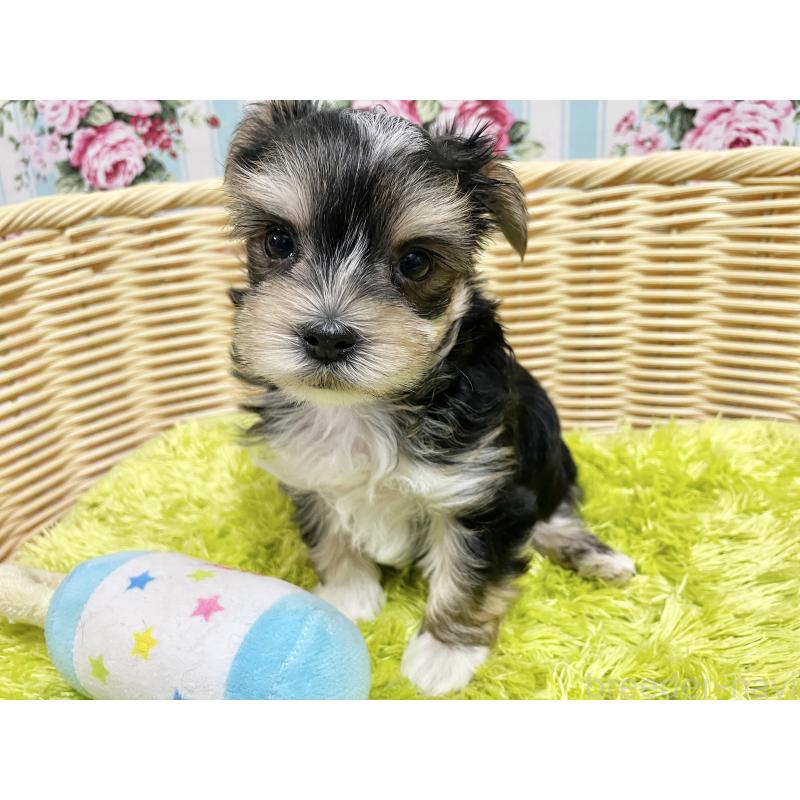 成約済の秋田県のマルキー:マルチーズ×ヨークシャーテリア-422851の5枚目