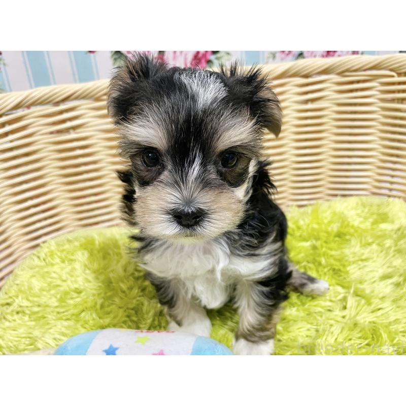 成約済の秋田県のマルキー:マルチーズ×ヨークシャーテリア-422851の4枚目