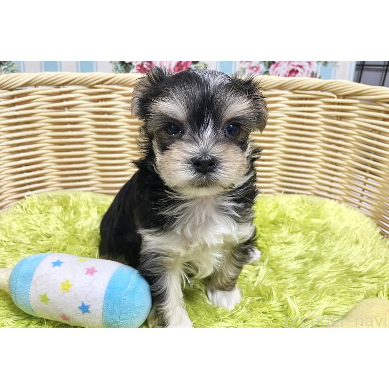 成約済の秋田県のマルキー:マルチーズ×ヨークシャーテリア-422851の3枚目