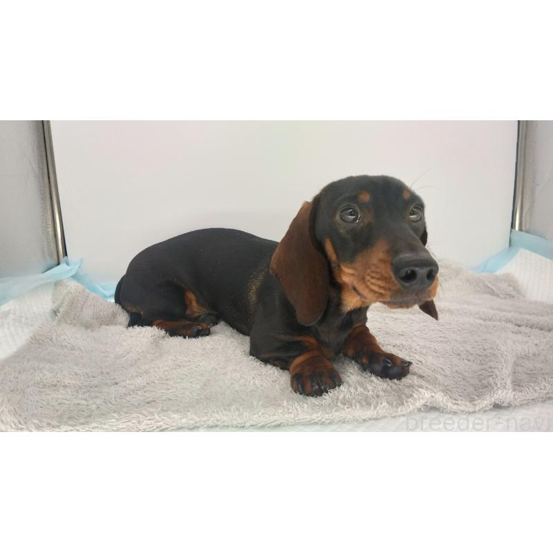 販売中の北海道のミニチュアダックスフンド(ワイヤーヘアード)-376560の5枚目