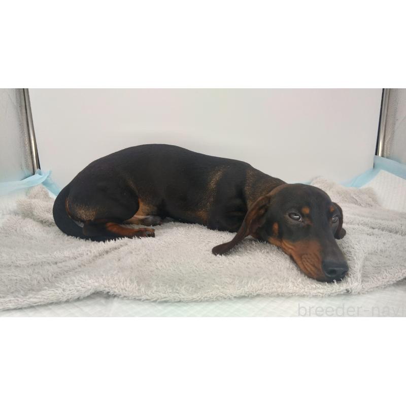 販売中の北海道のミニチュアダックスフンド(ワイヤーヘアード)-376560の4枚目