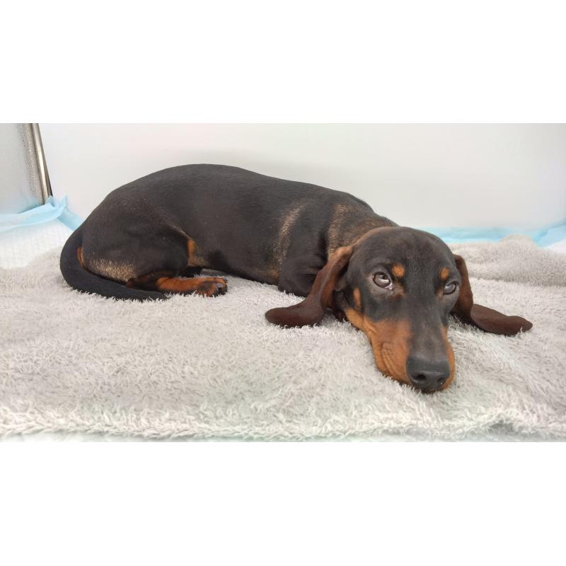 販売中の北海道のミニチュアダックスフンド(ワイヤーヘアード)-376560の3枚目