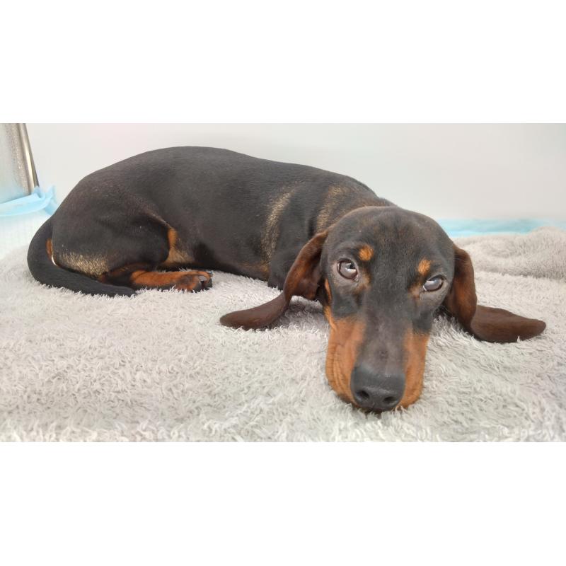 販売中の北海道のミニチュアダックスフンド(ワイヤーヘアード)-376560の2枚目