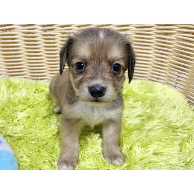 販売中の秋田県のチワックス:チワワ×ミニチュアダックスフンド-424773の12枚目