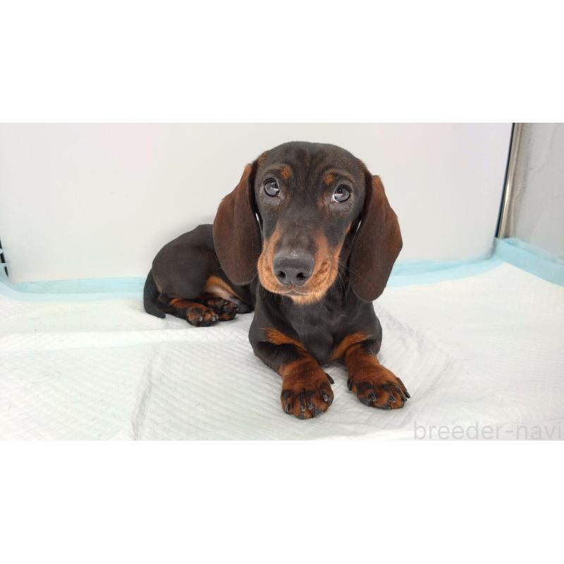 成約済の北海道のミニチュアダックスフンド(ワイヤーヘアード)-376559の5枚目