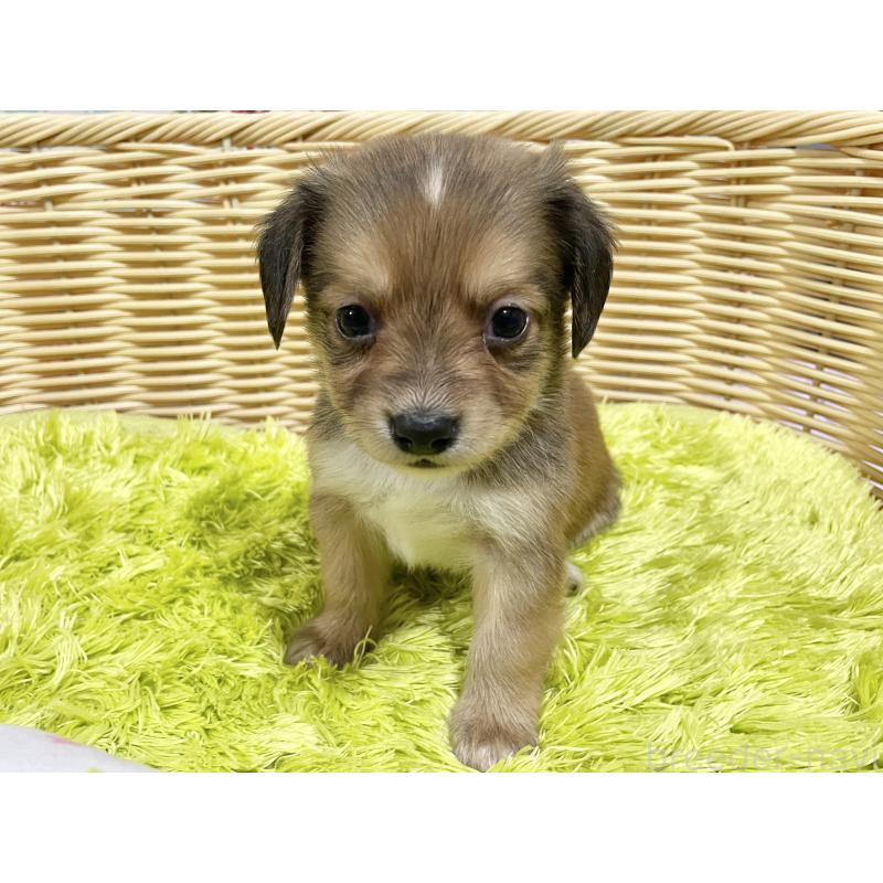 販売中の秋田県のチワックス:チワワ×ミニチュアダックスフンド-424773の11枚目