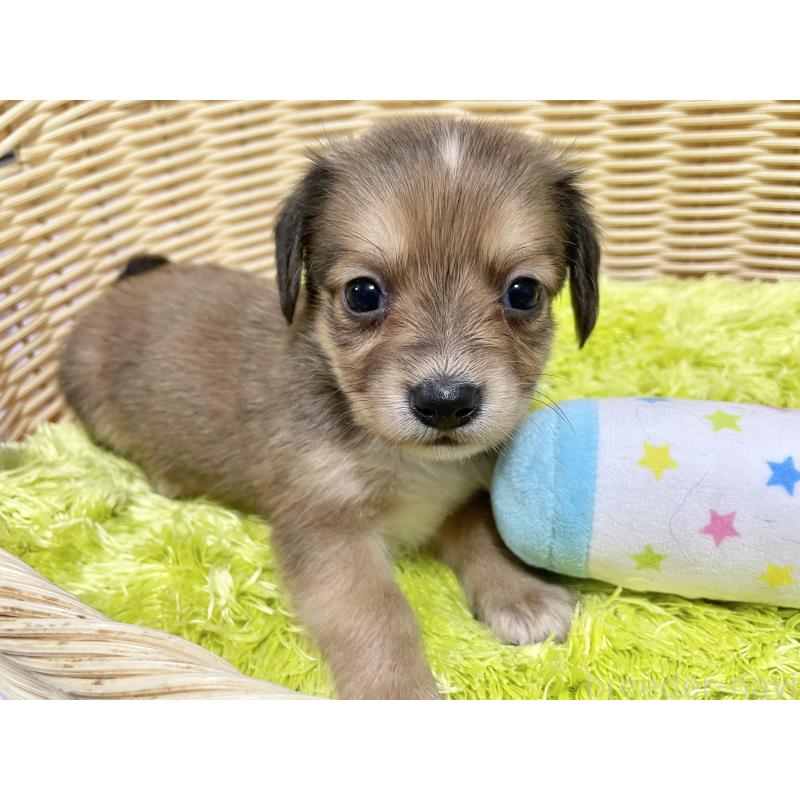 販売中の秋田県のチワックス:チワワ×ミニチュアダックスフンド-424773の10枚目