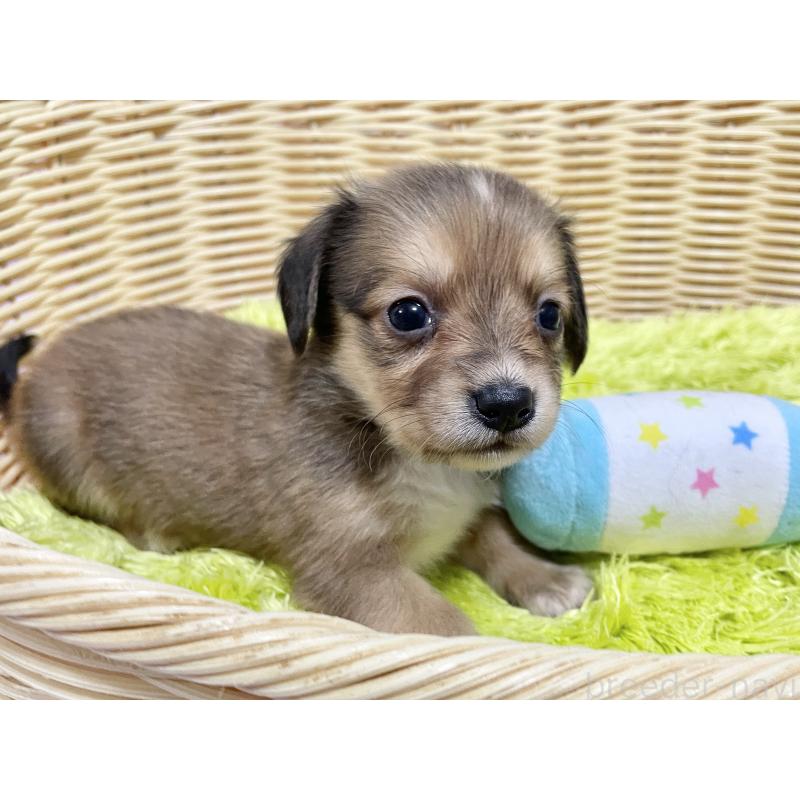 販売中の秋田県のチワックス:チワワ×ミニチュアダックスフンド-424773の9枚目