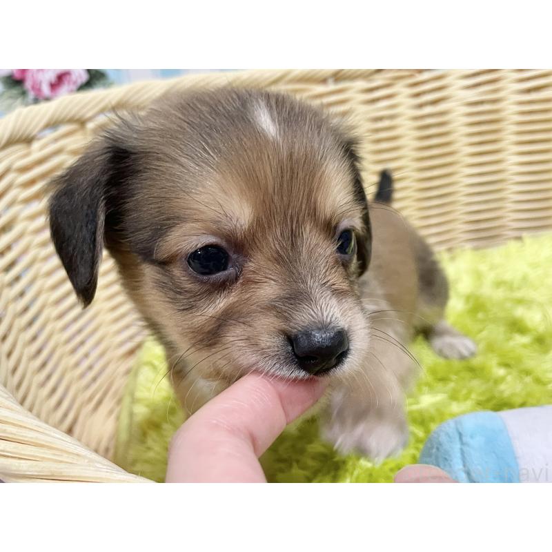 販売中の秋田県のチワックス:チワワ×ミニチュアダックスフンド-424773の8枚目