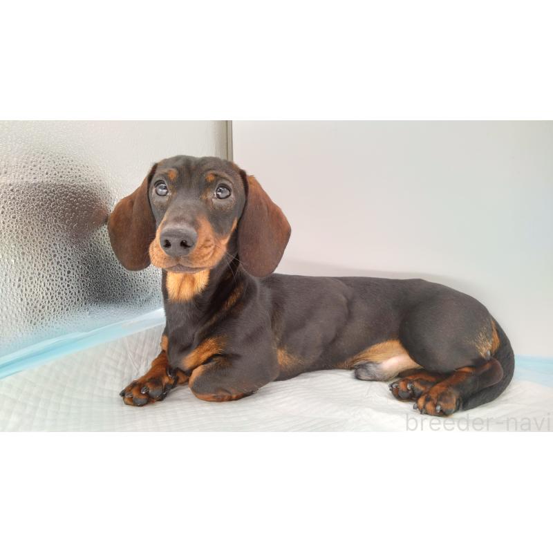 成約済の北海道のミニチュアダックスフンド(ワイヤーヘアード)-376559の4枚目