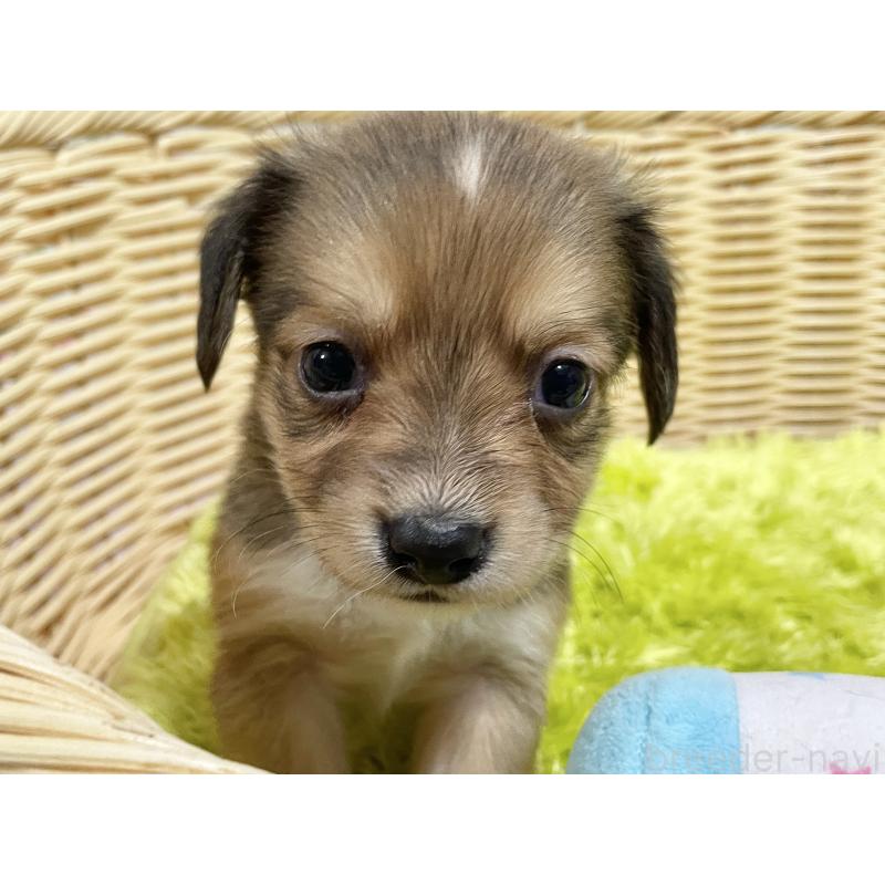 販売中の秋田県のチワックス:チワワ×ミニチュアダックスフンド-424773の7枚目