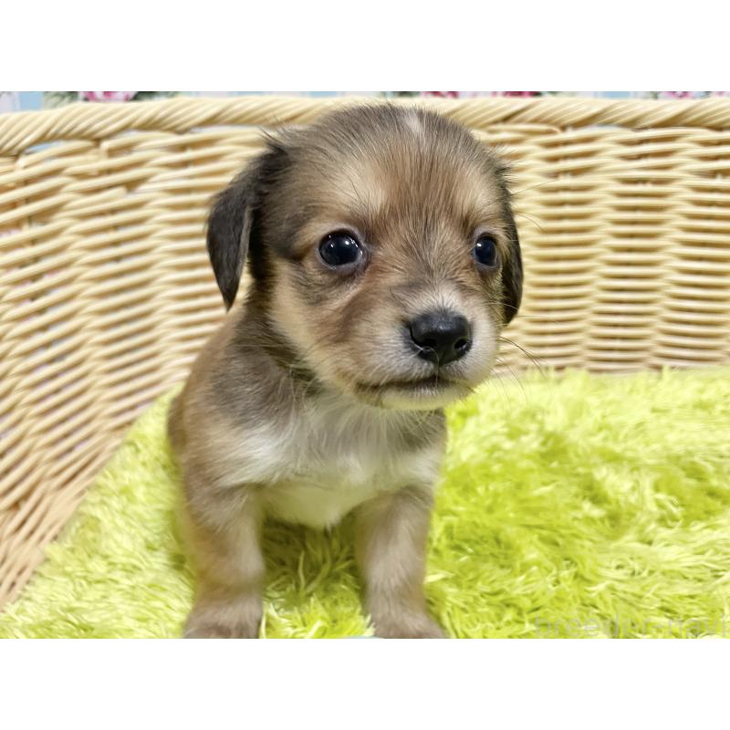 販売中の秋田県のチワックス:チワワ×ミニチュアダックスフンド-424773の6枚目