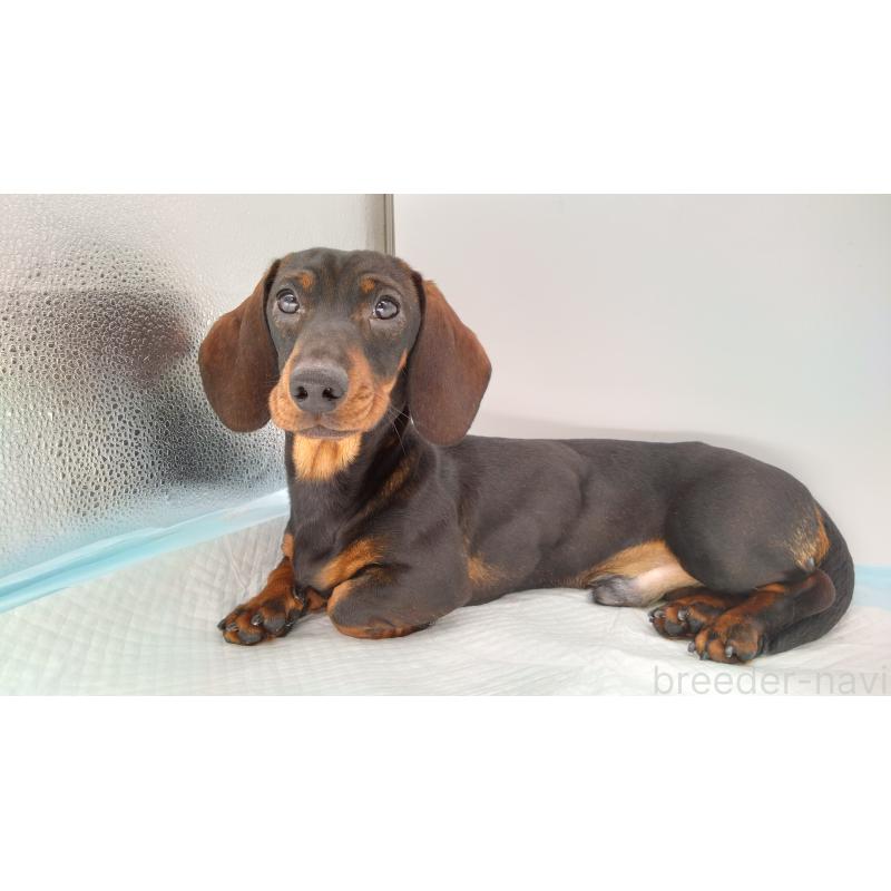 成約済の北海道のミニチュアダックスフンド(ワイヤーヘアード)-376559の3枚目