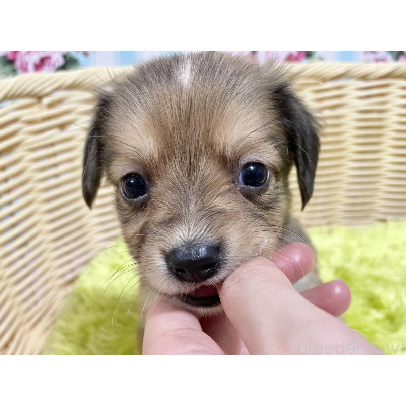 販売中の秋田県のチワックス:チワワ×ミニチュアダックスフンド-424773の5枚目