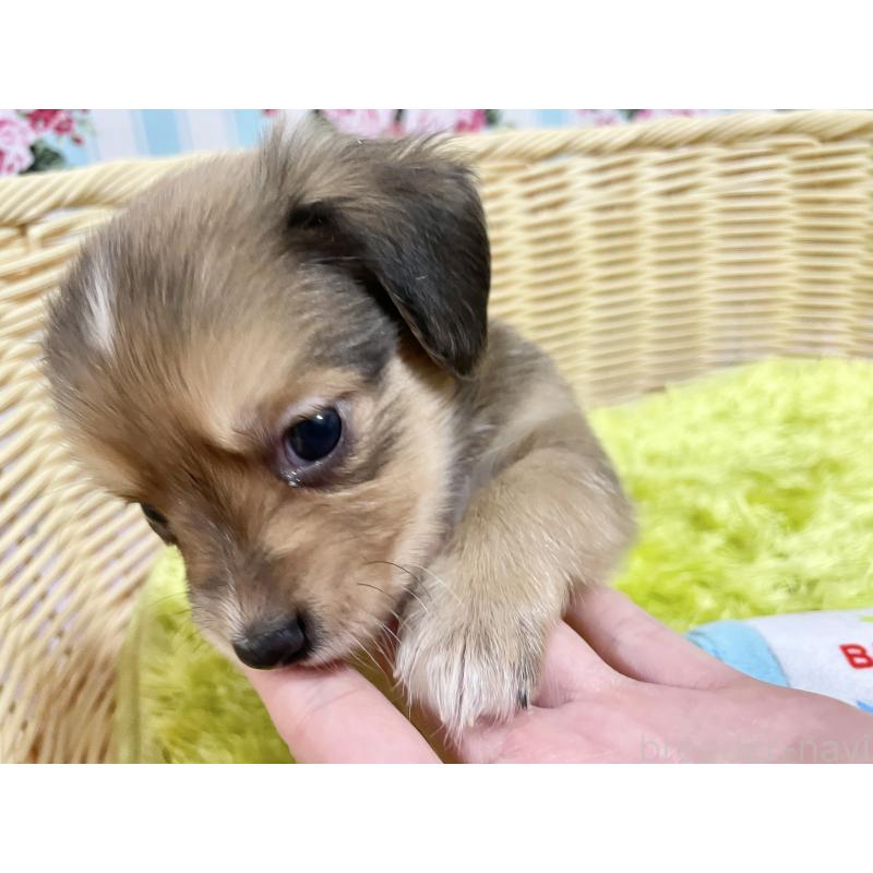 販売中の秋田県のチワックス:チワワ×ミニチュアダックスフンド-424773の4枚目