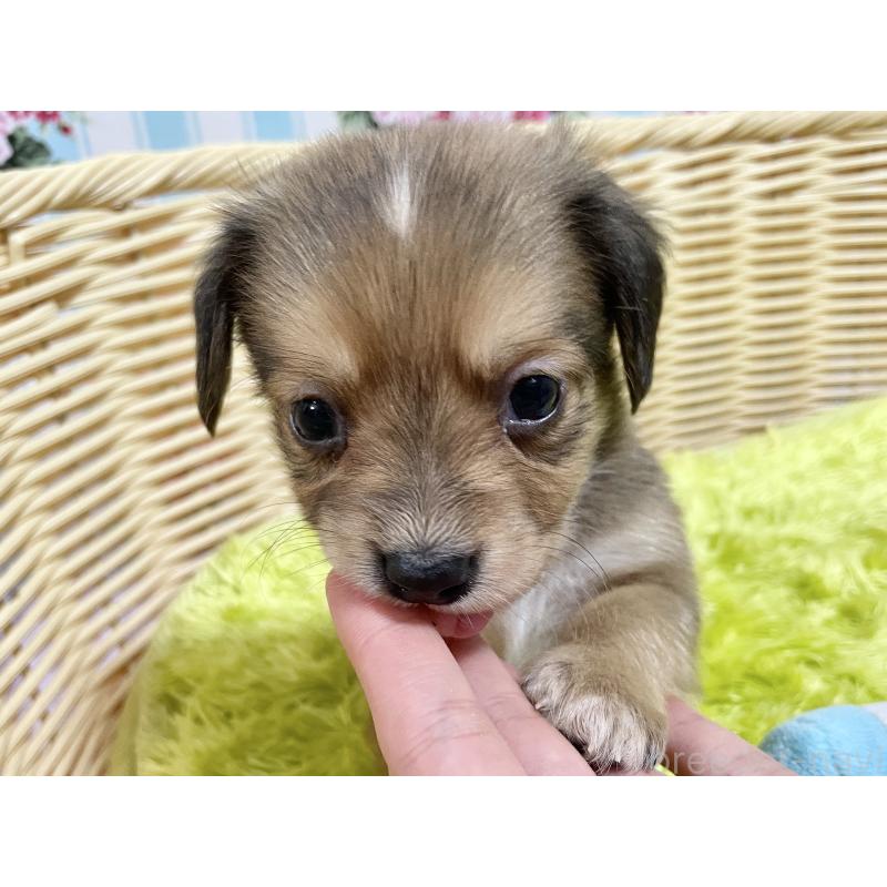 販売中の秋田県のチワックス:チワワ×ミニチュアダックスフンド-424773の3枚目