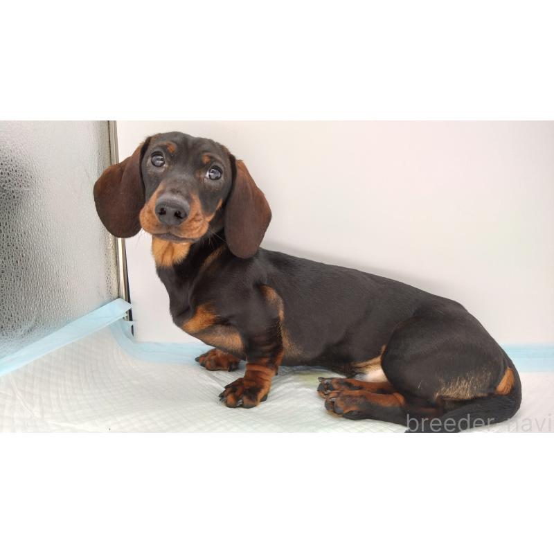 成約済の北海道のミニチュアダックスフンド(ワイヤーヘアード)-376559の2枚目