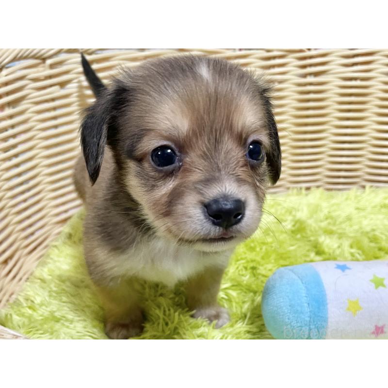 販売中の秋田県のチワックス:チワワ×ミニチュアダックスフンド-424773の2枚目