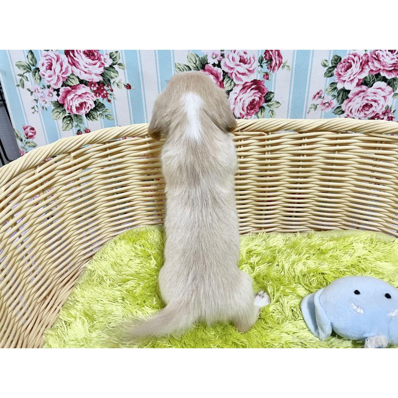 販売中の秋田県のチワックス:チワワ×ミニチュアダックスフンド-424771の10枚目