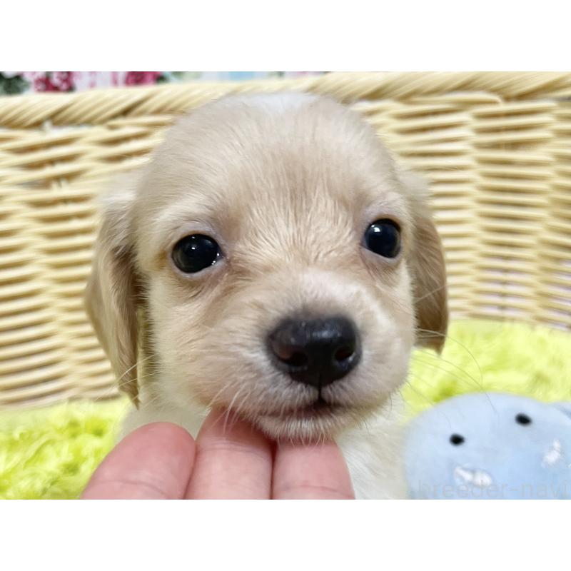 販売中の秋田県のチワックス:チワワ×ミニチュアダックスフンド-424771の9枚目