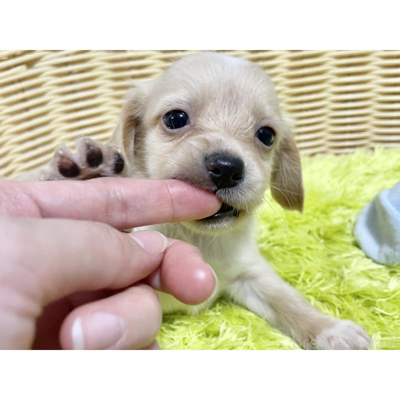 販売中の秋田県のチワックス:チワワ×ミニチュアダックスフンド-424771の8枚目