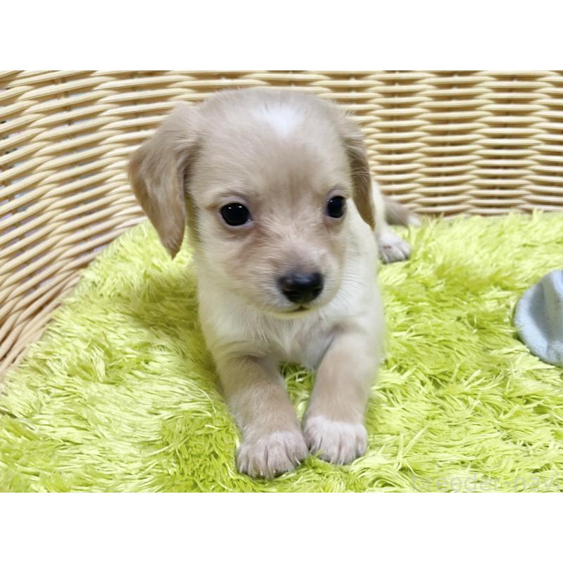 販売中の秋田県のチワックス:チワワ×ミニチュアダックスフンド-424771の7枚目