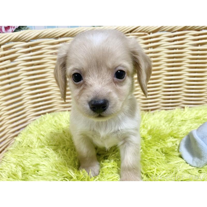 販売中の秋田県のチワックス:チワワ×ミニチュアダックスフンド-424771の6枚目