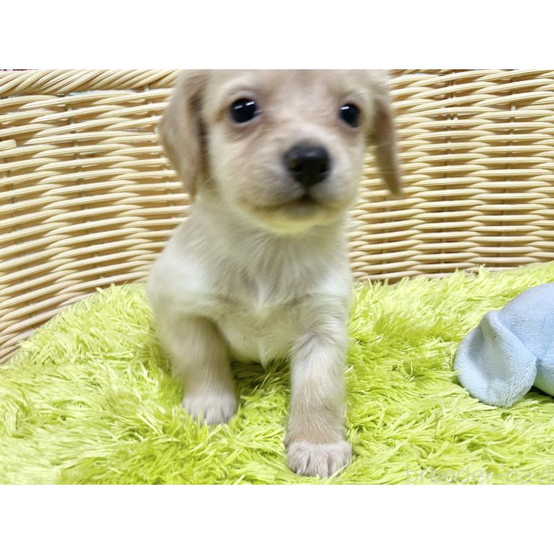 販売中の秋田県のチワックス:チワワ×ミニチュアダックスフンド-424771の5枚目