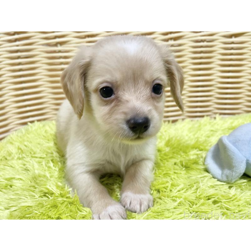 販売中の秋田県のチワックス:チワワ×ミニチュアダックスフンド-424771の4枚目