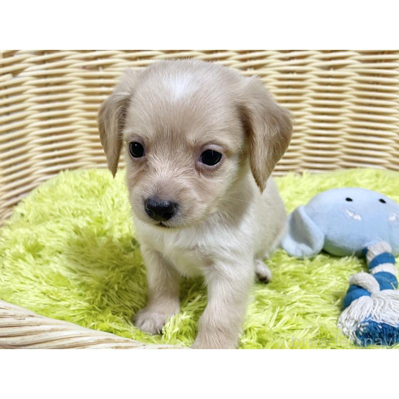 販売中の秋田県のチワックス:チワワ×ミニチュアダックスフンド-424771の3枚目