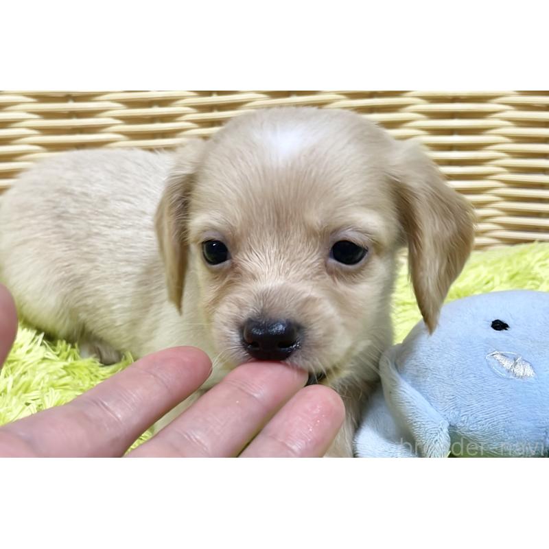 販売中の秋田県のチワックス:チワワ×ミニチュアダックスフンド-424771の2枚目