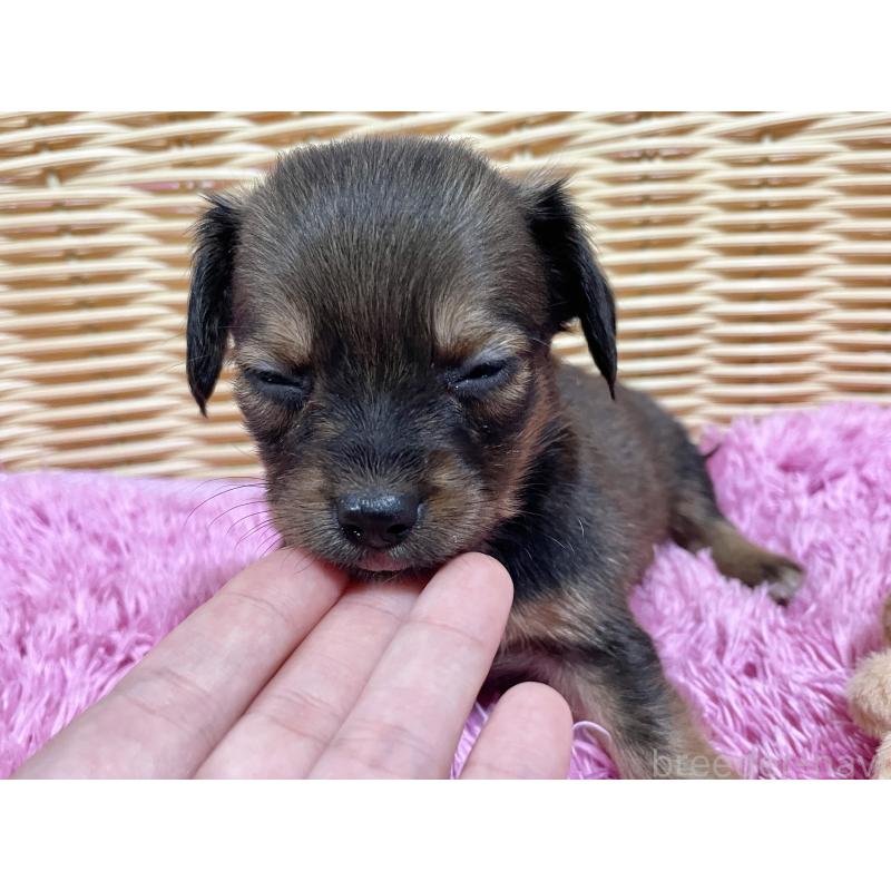 販売中の秋田県のチワックス:チワワ×ミニチュアダックスフンド-424770の6枚目