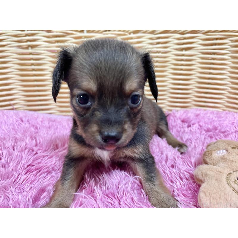 販売中の秋田県のチワックス:チワワ×ミニチュアダックスフンド-424770の5枚目