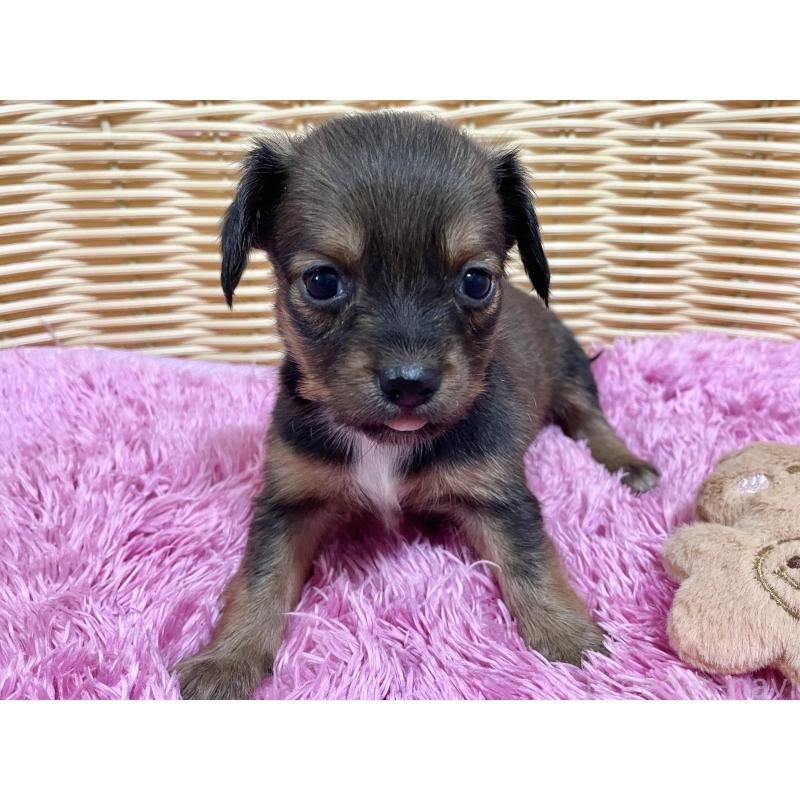 販売中の秋田県のチワックス:チワワ×ミニチュアダックスフンド-424770の4枚目