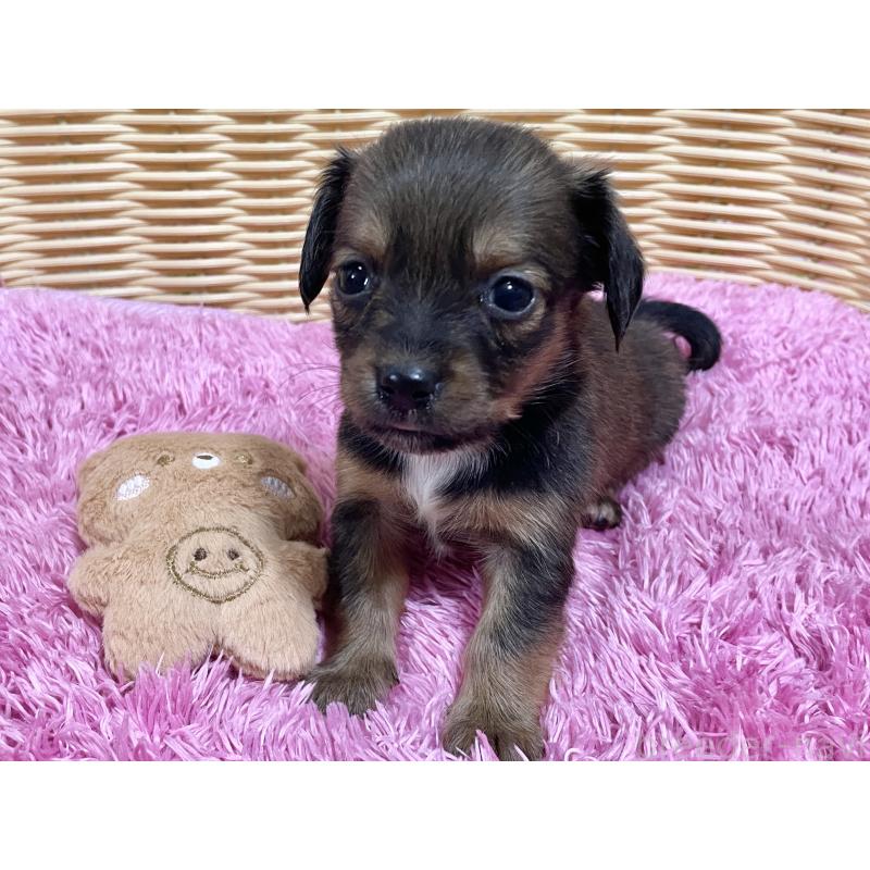 販売中の秋田県のチワックス:チワワ×ミニチュアダックスフンド-424770の3枚目