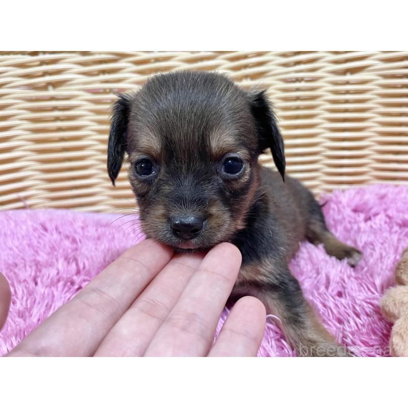 販売中の秋田県のチワックス:チワワ×ミニチュアダックスフンド-424770の2枚目