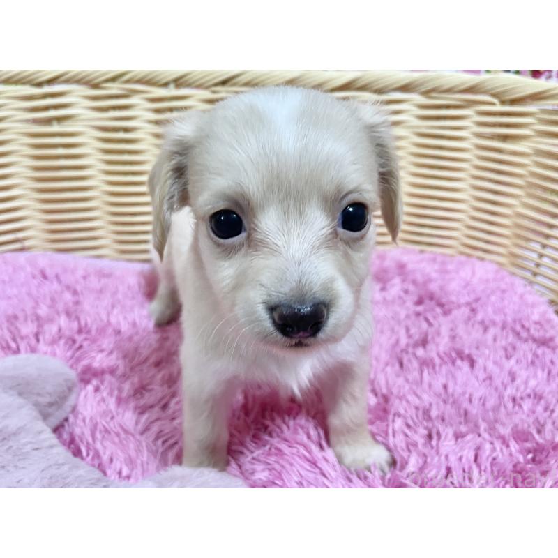 販売中の秋田県のチワックス:チワワ×ミニチュアダックスフンド-424769の10枚目