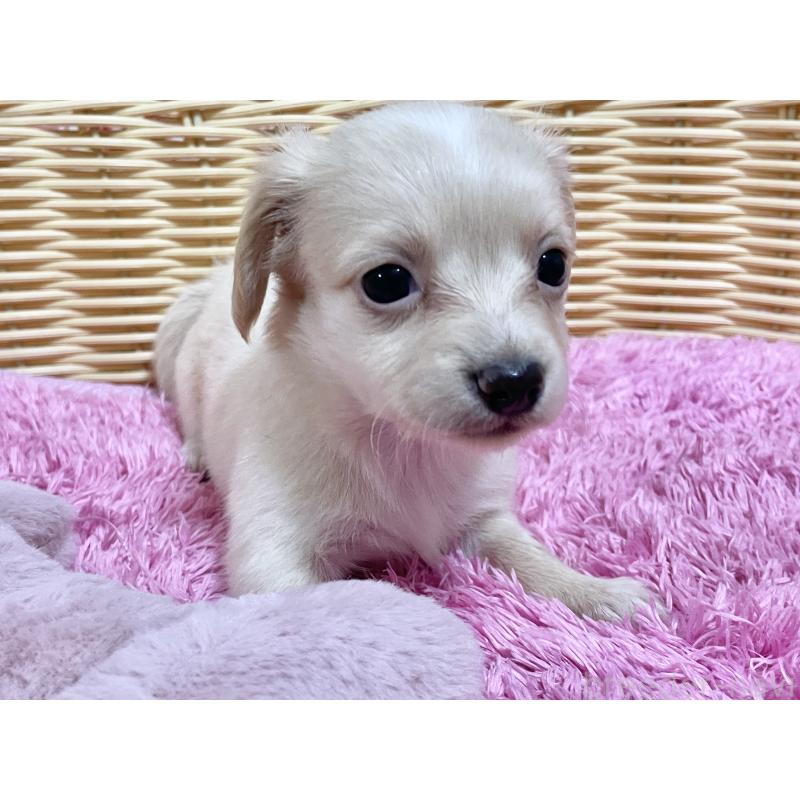 販売中の秋田県のチワックス:チワワ×ミニチュアダックスフンド-424769の9枚目