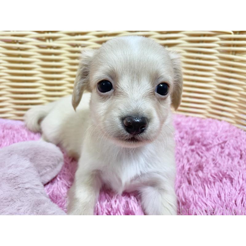 販売中の秋田県のチワックス:チワワ×ミニチュアダックスフンド-424769の8枚目