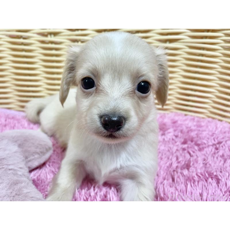 販売中の秋田県のチワックス:チワワ×ミニチュアダックスフンド-424769の7枚目