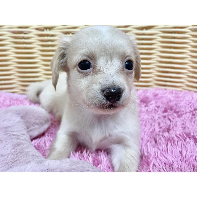 販売中の秋田県のチワックス:チワワ×ミニチュアダックスフンド-424769の6枚目