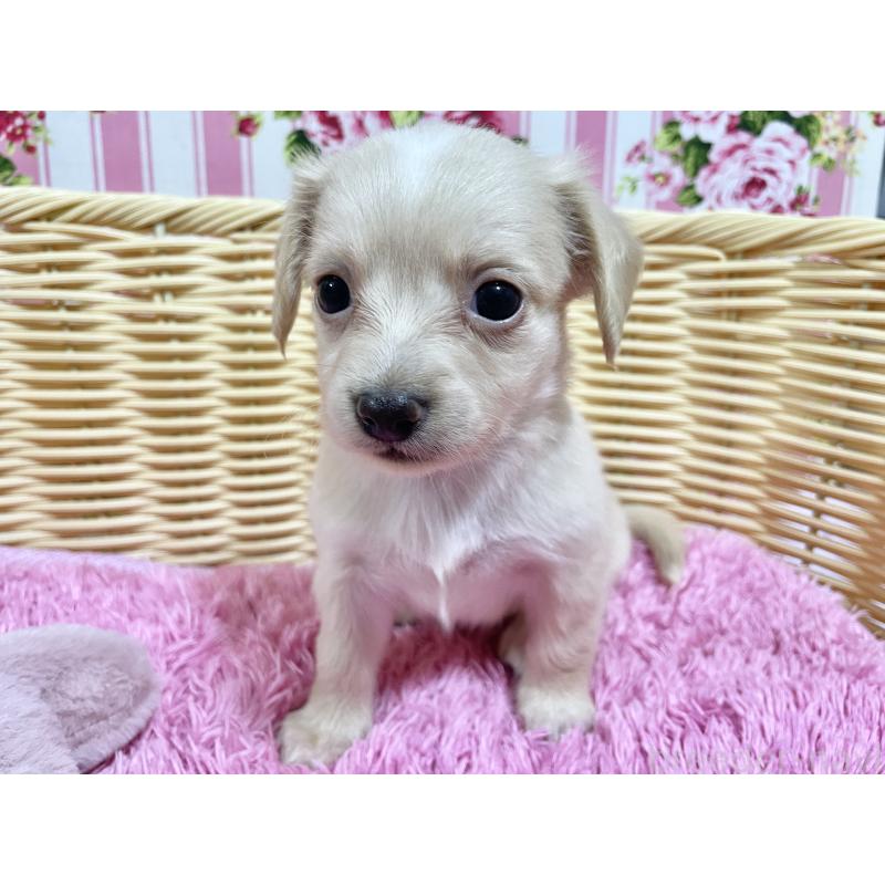 販売中の秋田県のチワックス:チワワ×ミニチュアダックスフンド-424769の5枚目