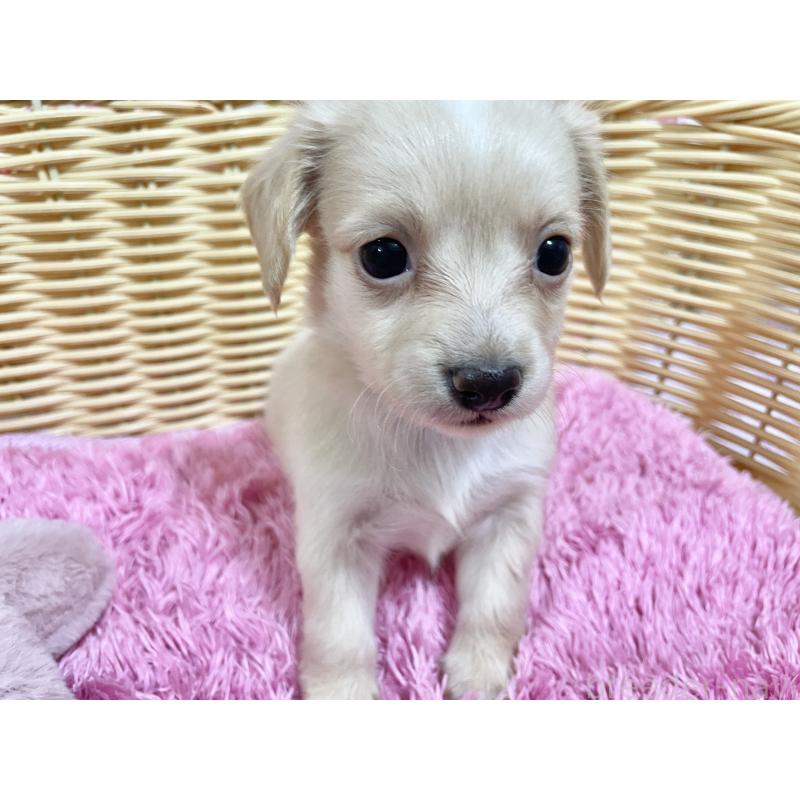 販売中の秋田県のチワックス:チワワ×ミニチュアダックスフンド-424769の4枚目