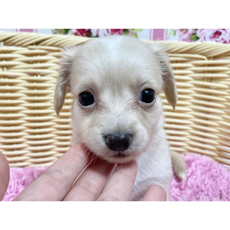 販売中の秋田県のチワックス:チワワ×ミニチュアダックスフンド-424769の3枚目