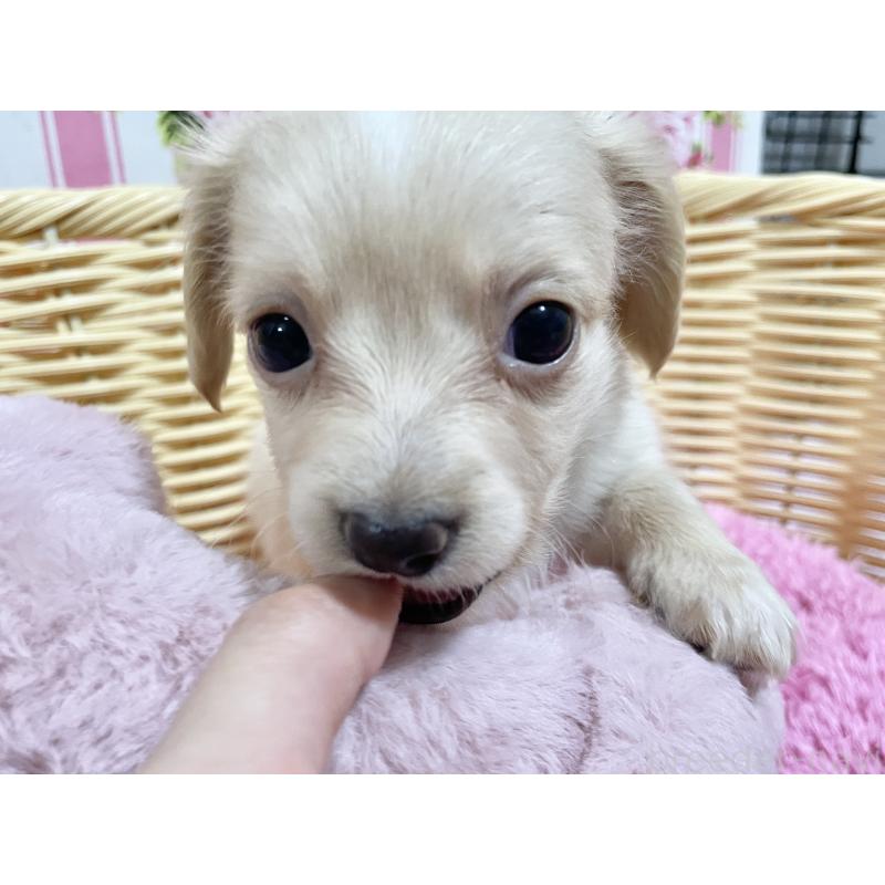 販売中の秋田県のチワックス:チワワ×ミニチュアダックスフンド-424769の2枚目