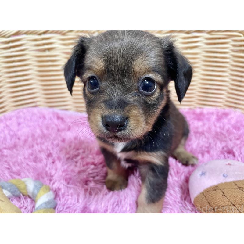 販売中の秋田県のチワックス:チワワ×ミニチュアダックスフンド-424768の11枚目